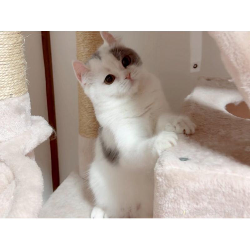 販売中の愛媛県のミヌエット-131970の6枚目