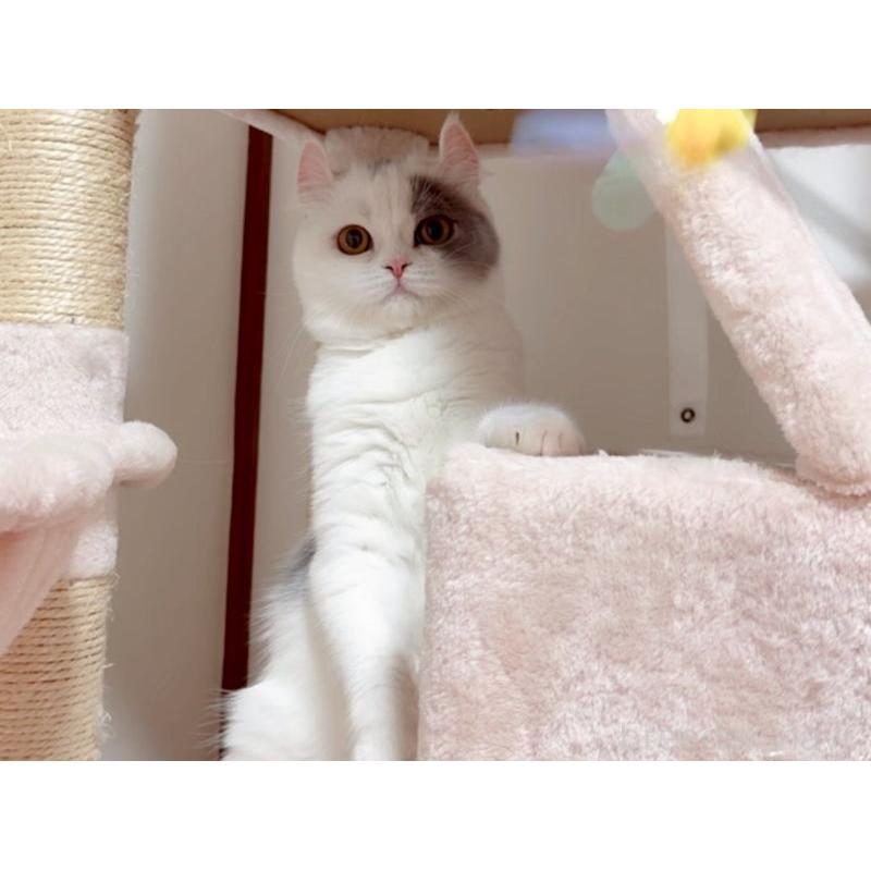 販売中の愛媛県のミヌエット-131970の5枚目