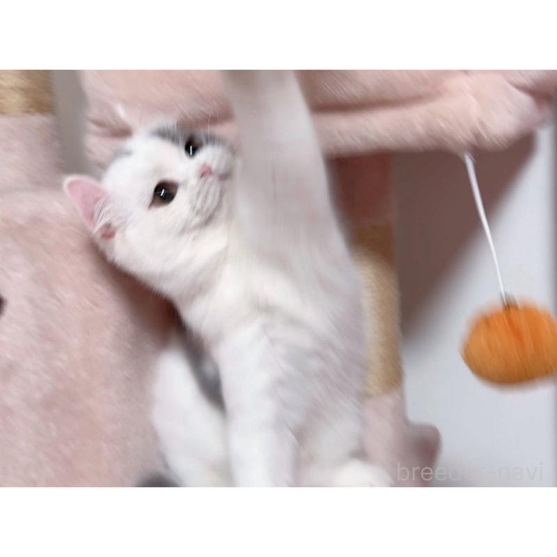 販売中の愛媛県のミヌエット-131970の3枚目