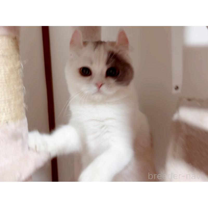 販売中の愛媛県のミヌエット-131970の4枚目