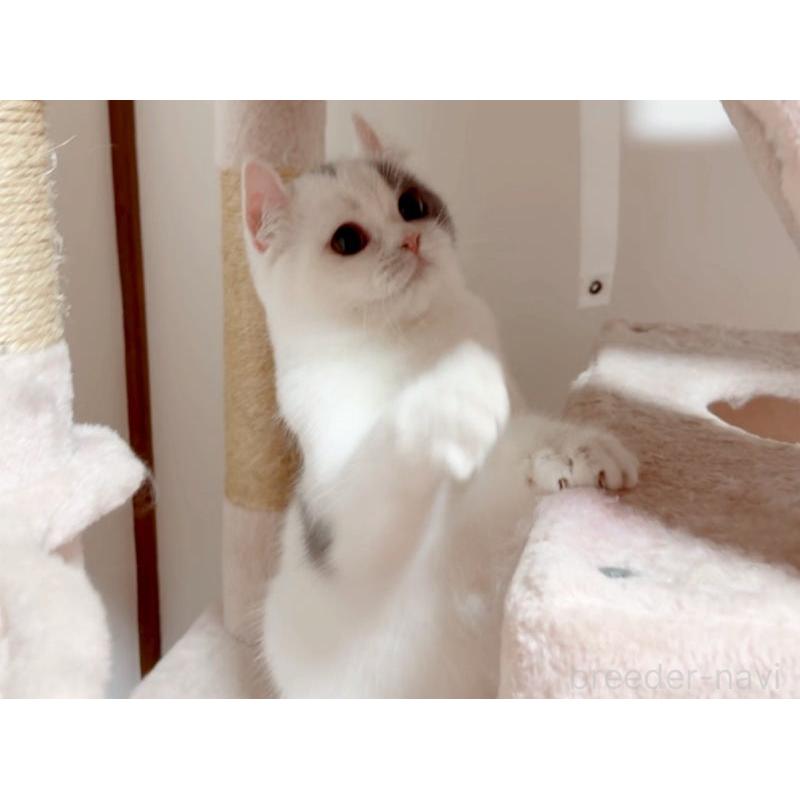 販売中の愛媛県のミヌエット-131970の2枚目