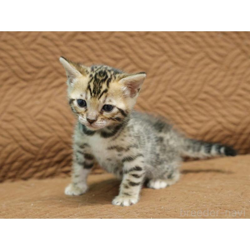 販売中の大阪府のベンガル-131971の9枚目