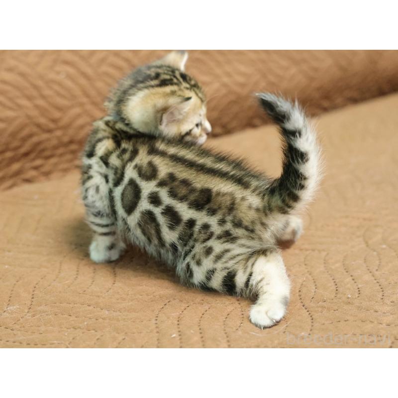 販売中の大阪府のベンガル-131971の8枚目