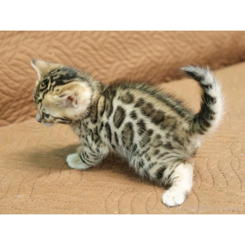 販売中の大阪府のベンガル-131971の7枚目