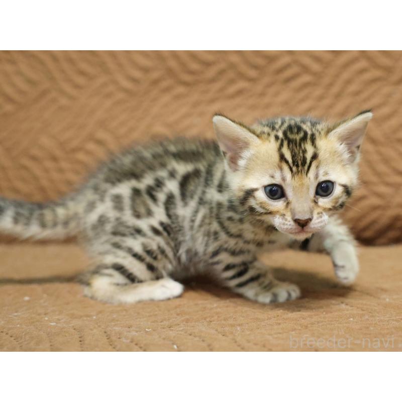 販売中の大阪府のベンガル-131971の5枚目