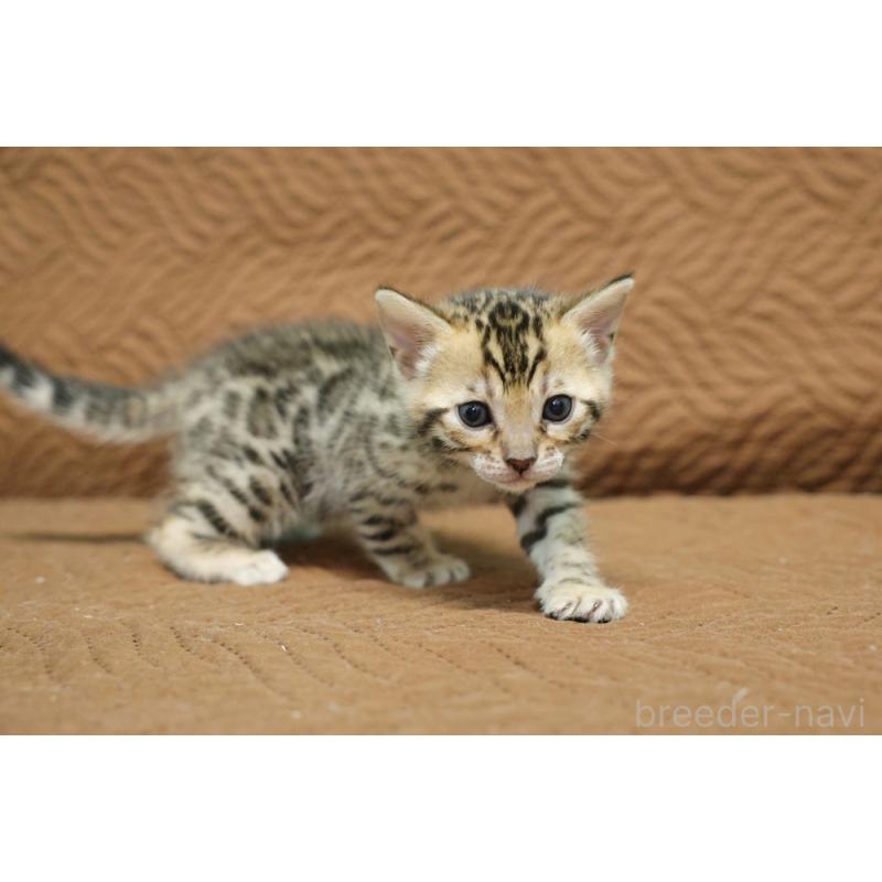 販売中の大阪府のベンガル-131971の6枚目