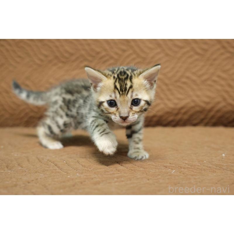 販売中の大阪府のベンガル-131971の4枚目