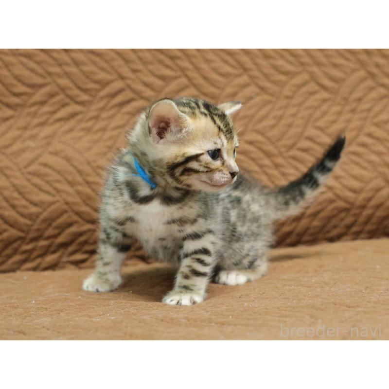 販売中の大阪府のベンガル-131971の3枚目