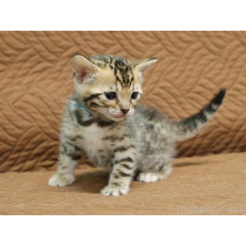 販売中の大阪府のベンガル-131971の2枚目