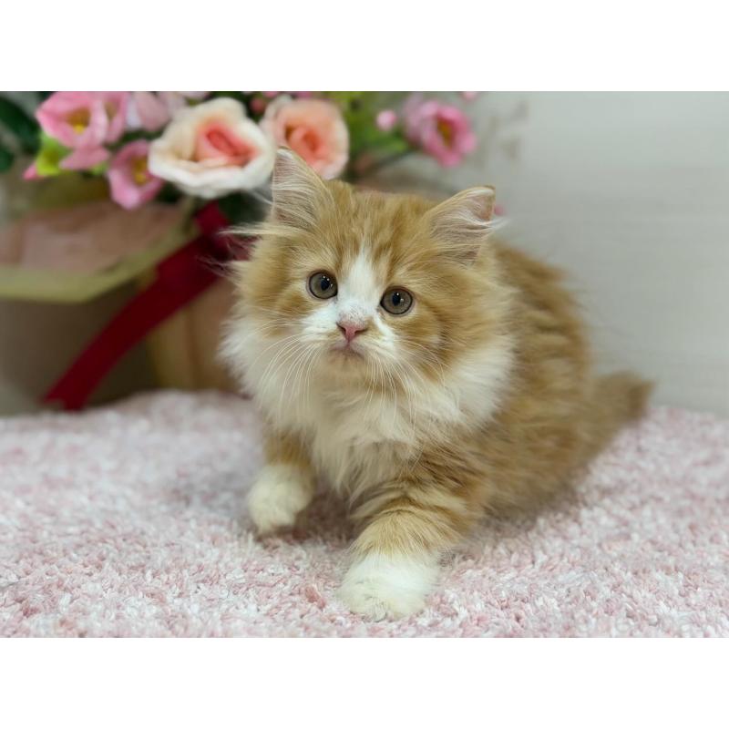 販売中の東京都のラガマフィン-131972の5枚目