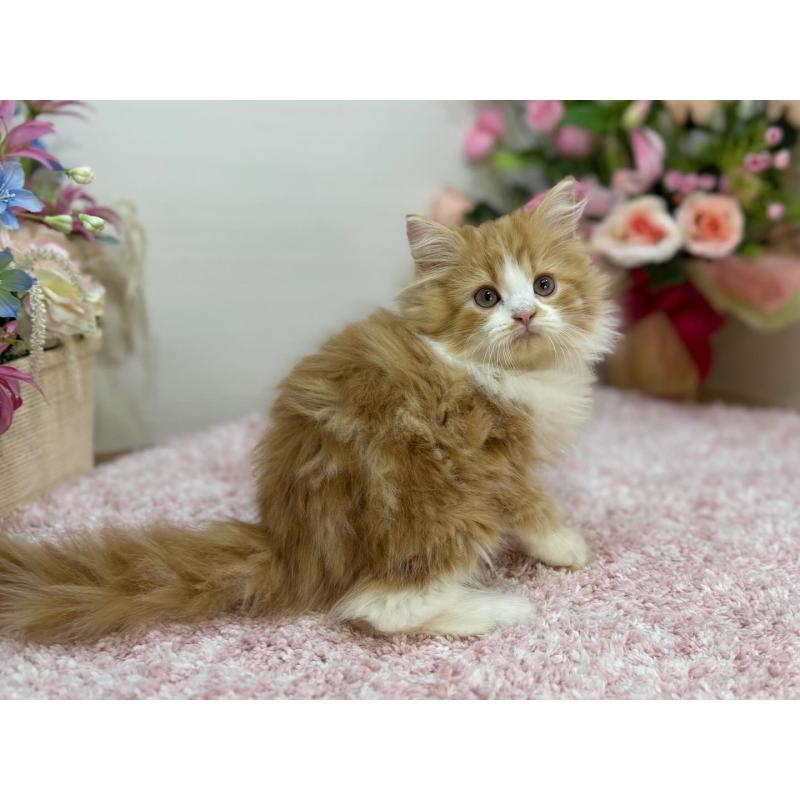 販売中の東京都のラガマフィン-131972の4枚目