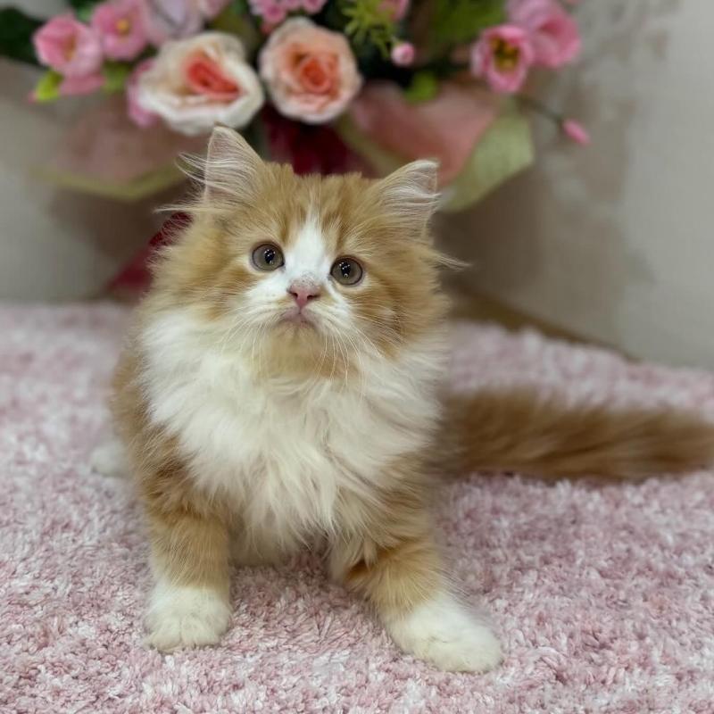 販売中の東京都のラガマフィン-131972