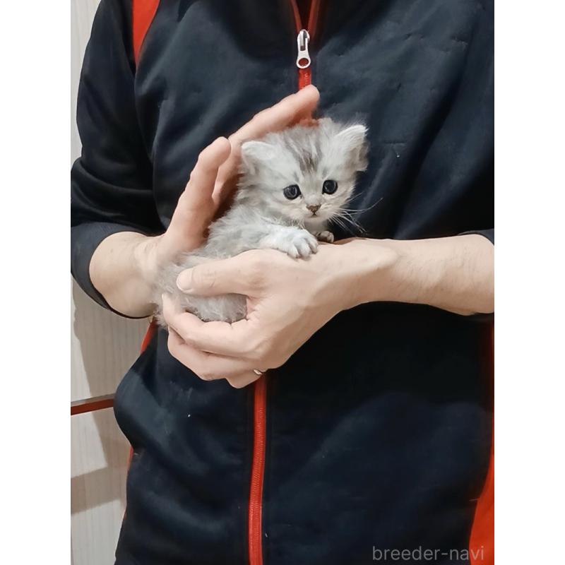 販売中の千葉県のマンチカン-131973の10枚目