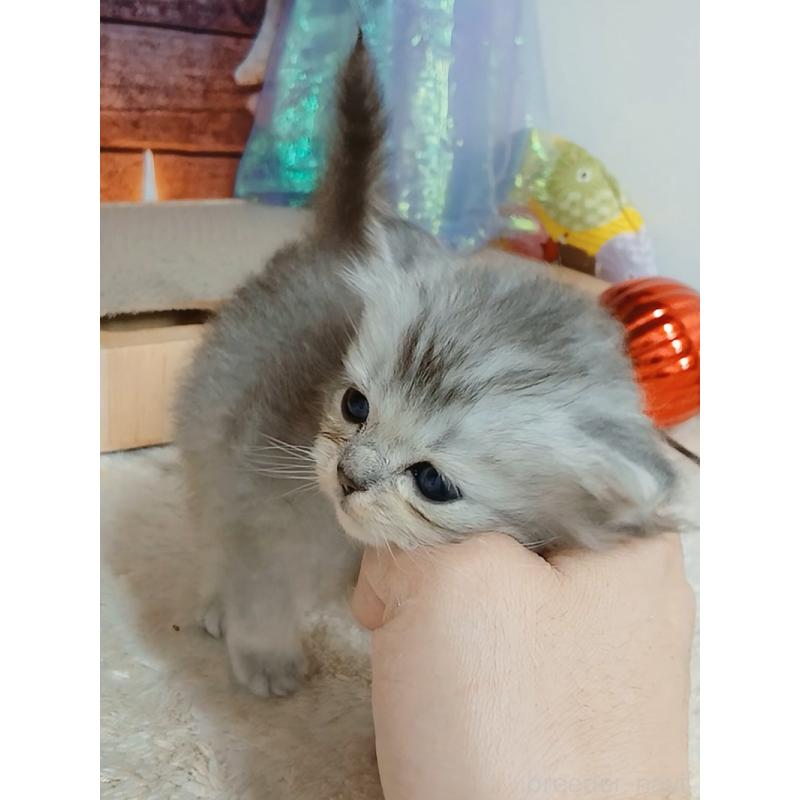 販売中の千葉県のマンチカン-131973の9枚目