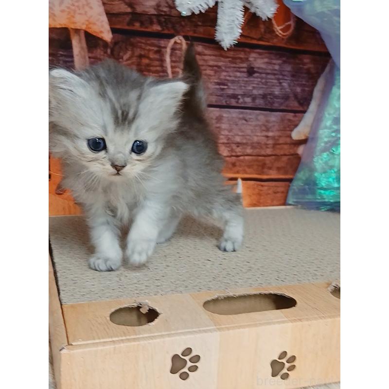 販売中の千葉県のマンチカン-131973の8枚目