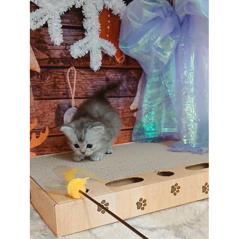 販売中の千葉県のマンチカン-131973の7枚目