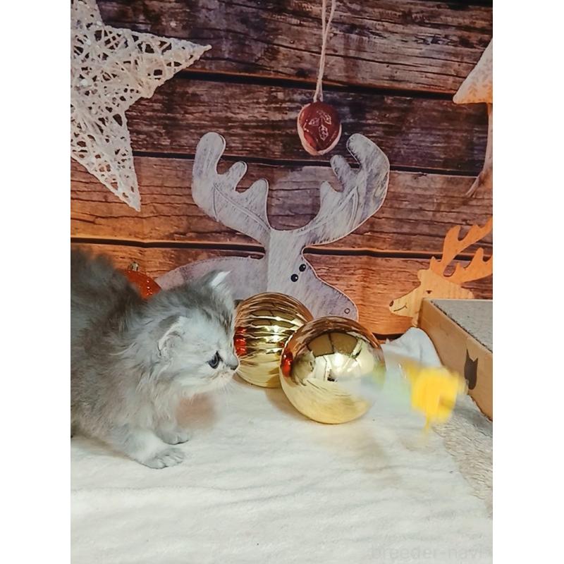 販売中の千葉県のマンチカン-131973の6枚目