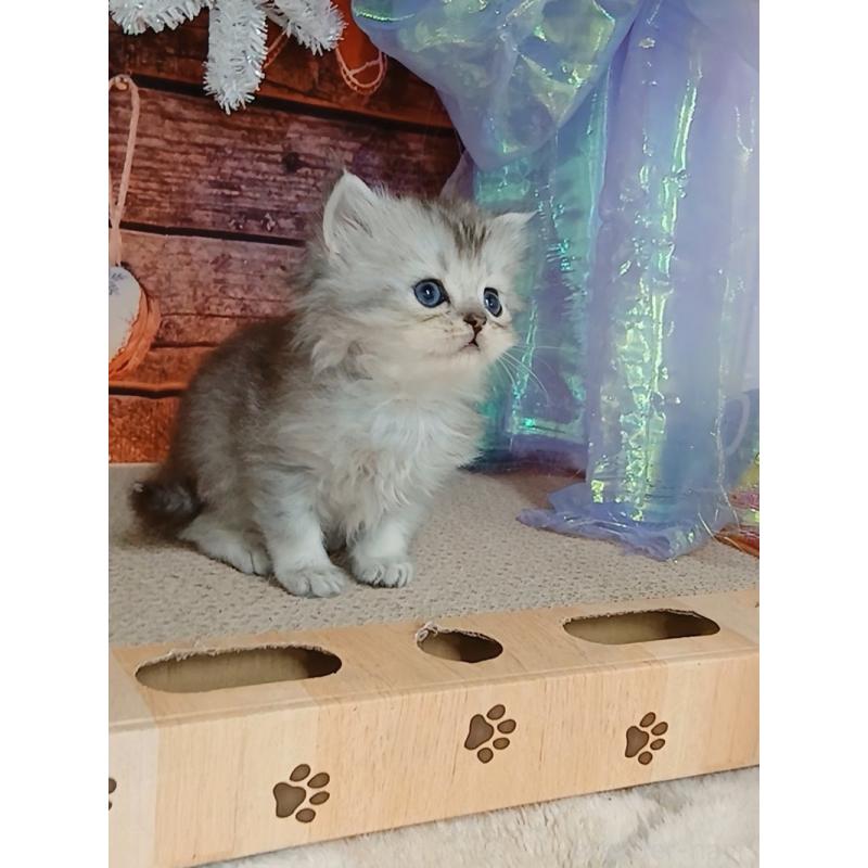 販売中の千葉県のマンチカン-131973の5枚目