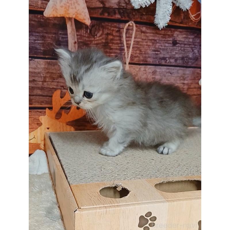 販売中の千葉県のマンチカン-131973の3枚目