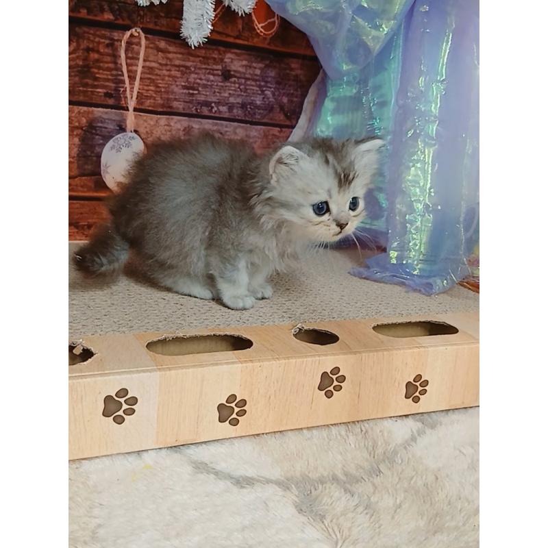 販売中の千葉県のマンチカン-131973の4枚目