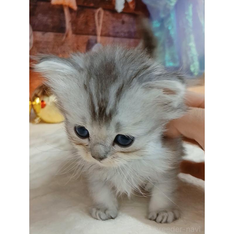 販売中の千葉県のマンチカン-131973の2枚目