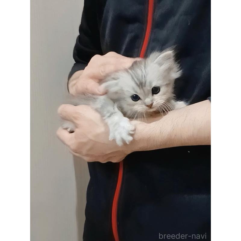 販売中の千葉県のマンチカン-131974の9枚目