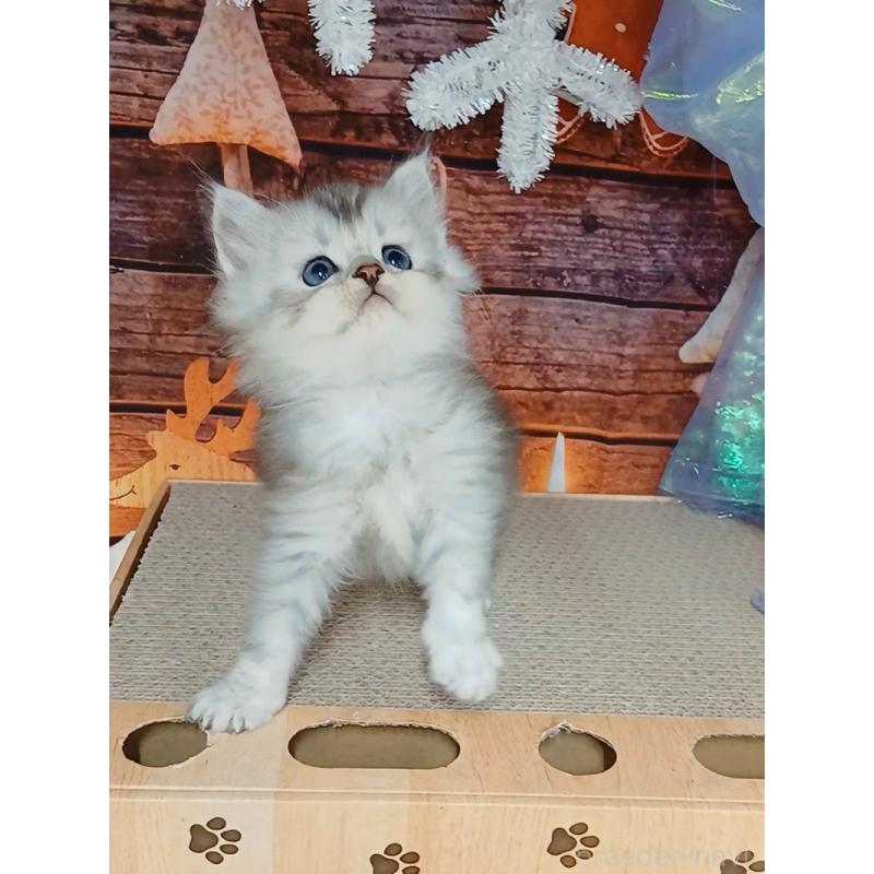 販売中の千葉県のマンチカン-131974の8枚目