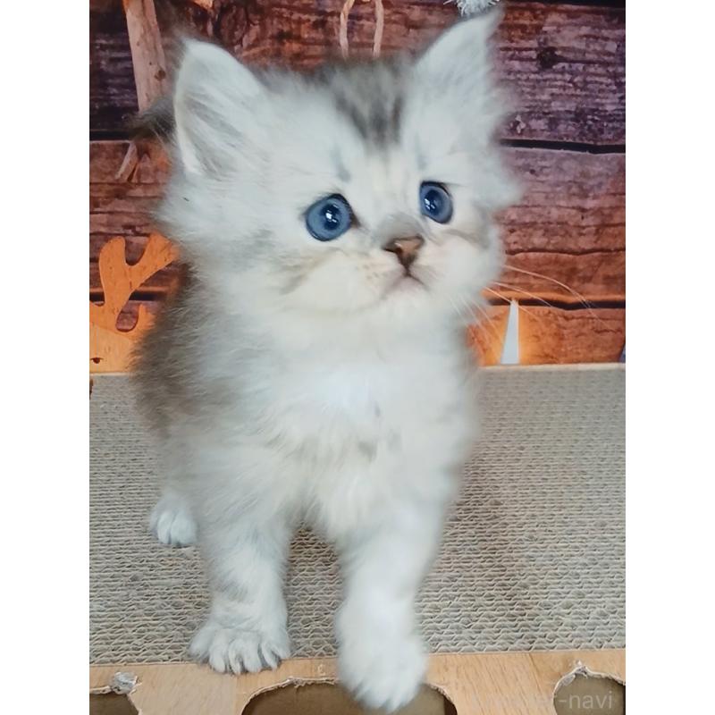 販売中の千葉県のマンチカン-131974の7枚目