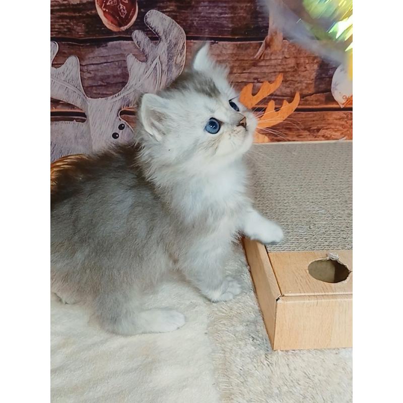 販売中の千葉県のマンチカン-131974の6枚目