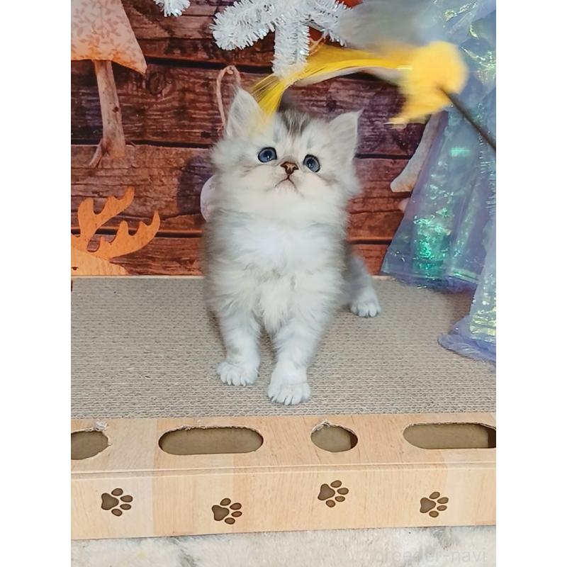 販売中の千葉県のマンチカン-131974の4枚目