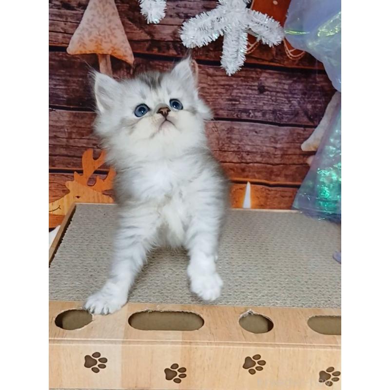 販売中の千葉県のマンチカン-131974の5枚目