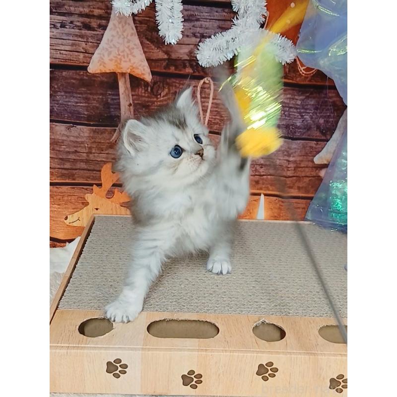 販売中の千葉県のマンチカン-131974の3枚目