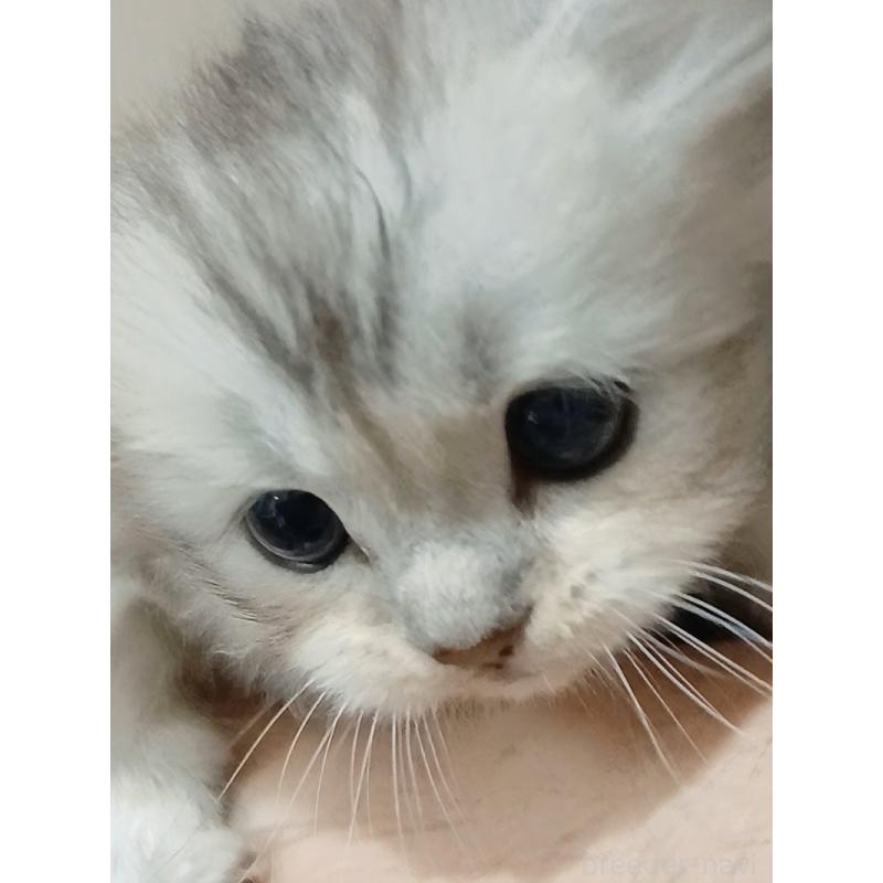 販売中の千葉県のマンチカン-131974の2枚目