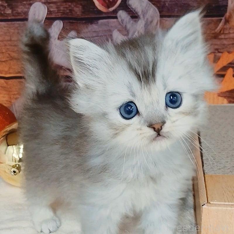 販売中の千葉県のマンチカン-131974