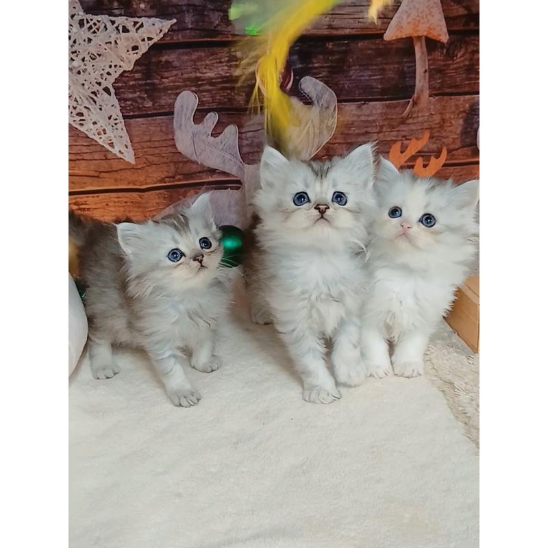 販売中の千葉県のマンチカン-131975の12枚目