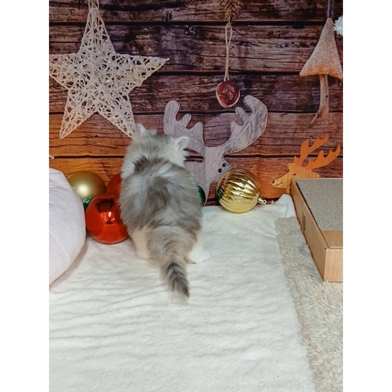 販売中の千葉県のマンチカン-131975の10枚目