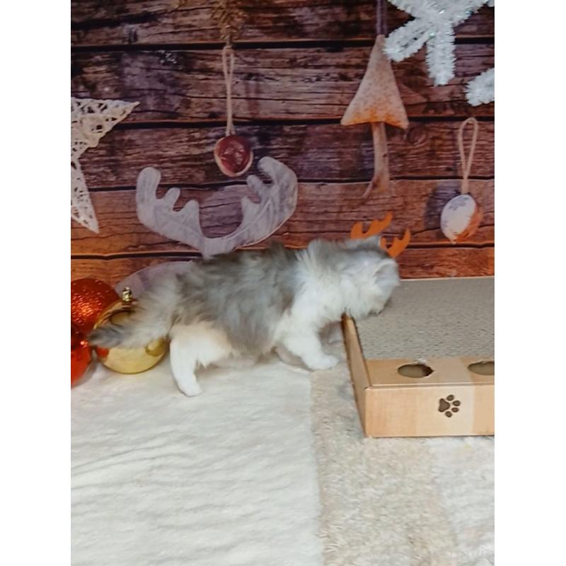 販売中の千葉県のマンチカン-131975の11枚目