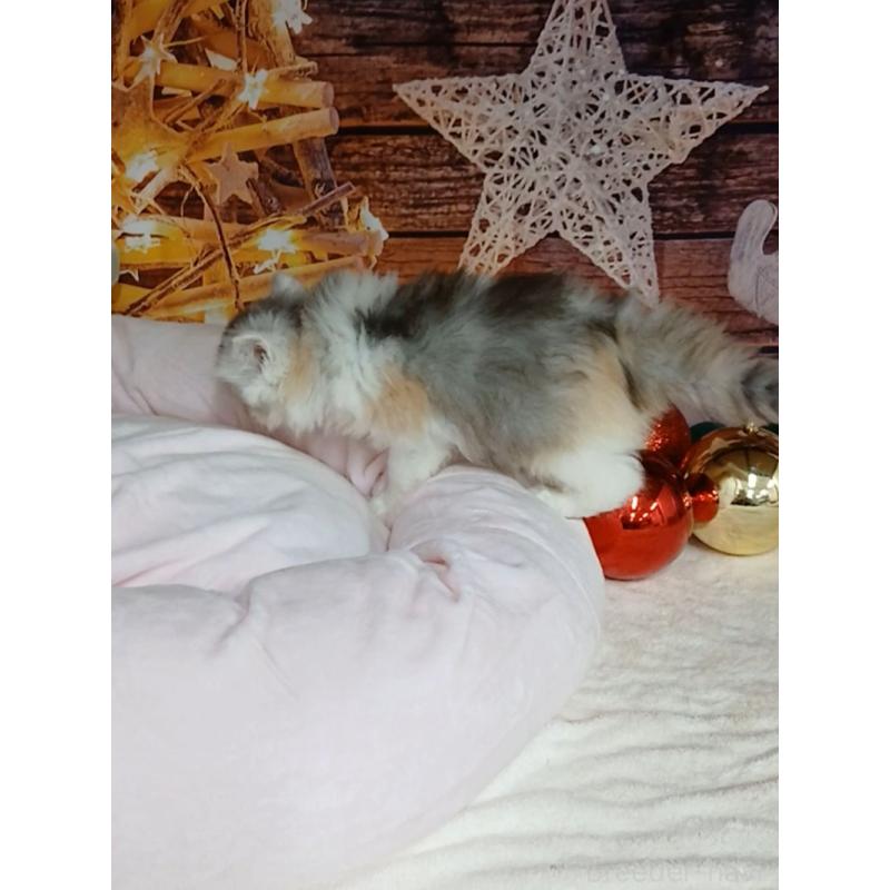 販売中の千葉県のマンチカン-131975の8枚目