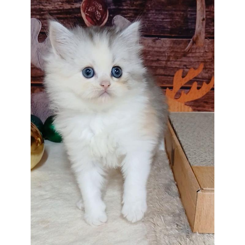 販売中の千葉県のマンチカン-131975の7枚目