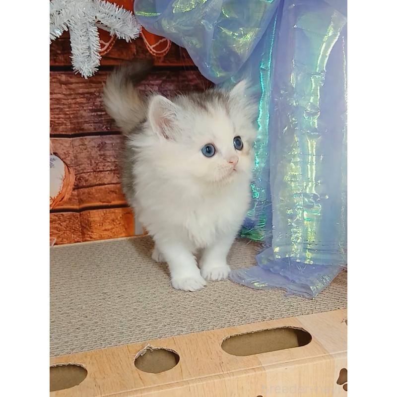 販売中の千葉県のマンチカン-131975の6枚目