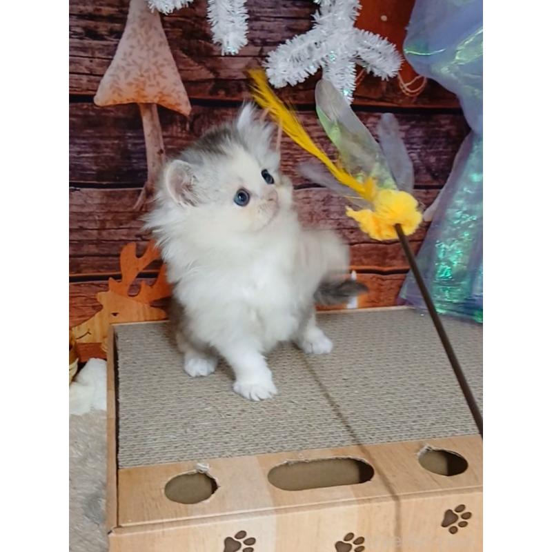 販売中の千葉県のマンチカン-131975の5枚目