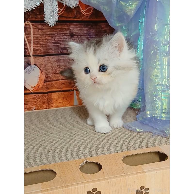 販売中の千葉県のマンチカン-131975の3枚目