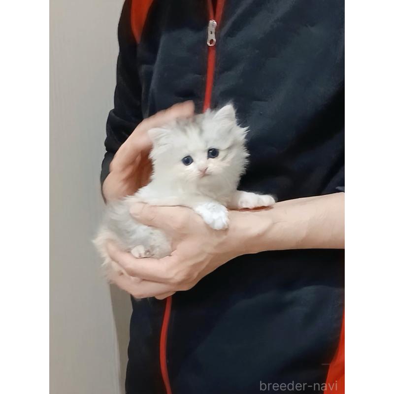 販売中の千葉県のマンチカン-131975の4枚目