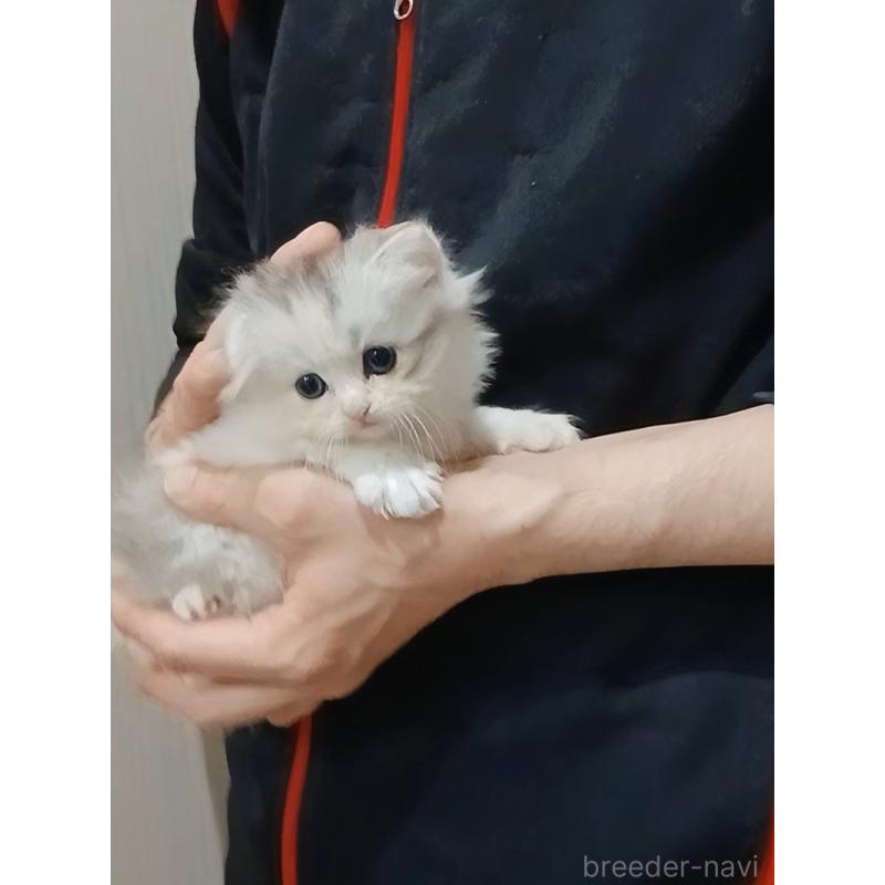 販売中の千葉県のマンチカン-131975の2枚目