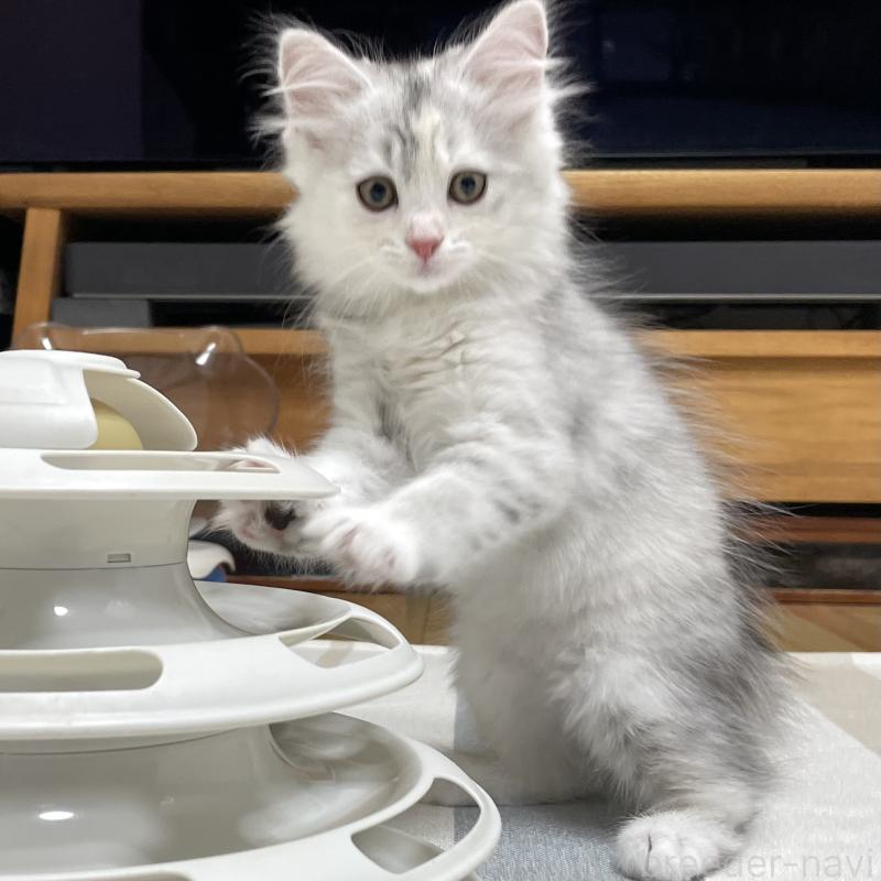 成約済の愛知県のミヌエット-129448の15枚目