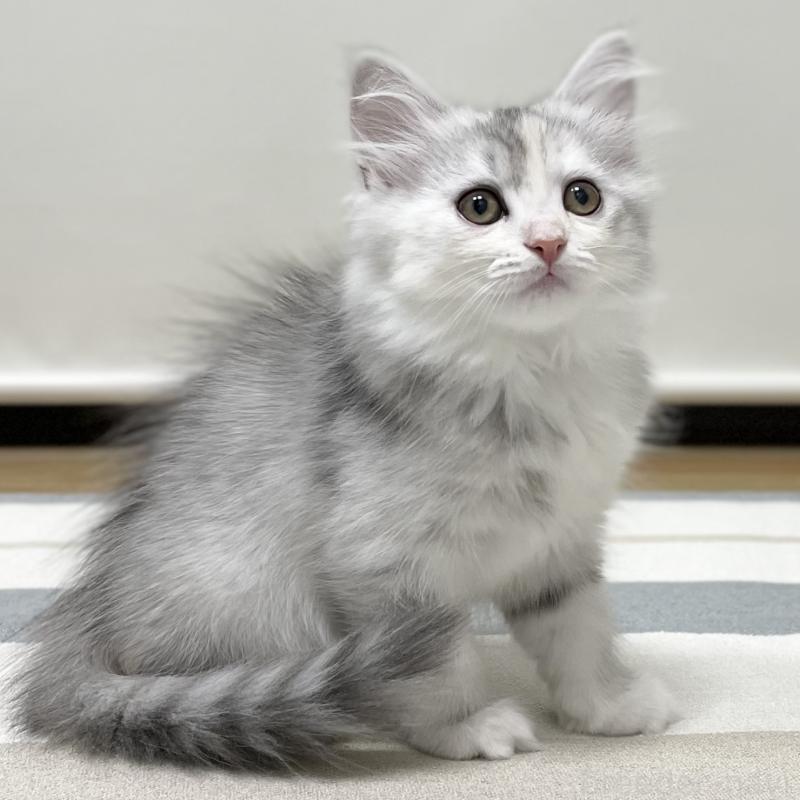 成約済の愛知県のミヌエット-129448の1枚目