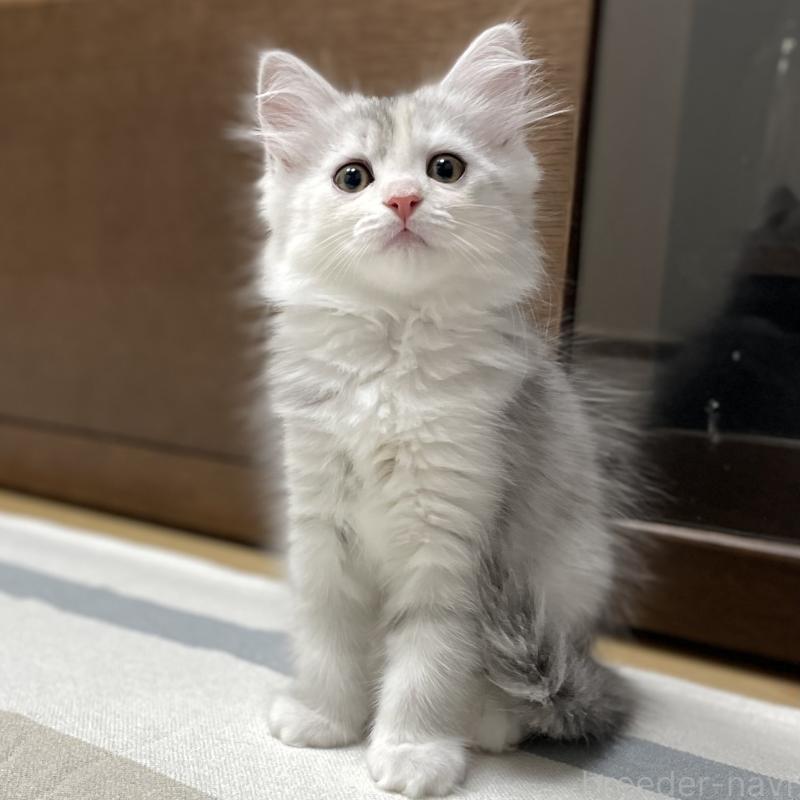 成約済の愛知県のミヌエット-129448の14枚目