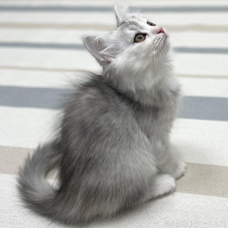 成約済の愛知県のミヌエット-129448の13枚目