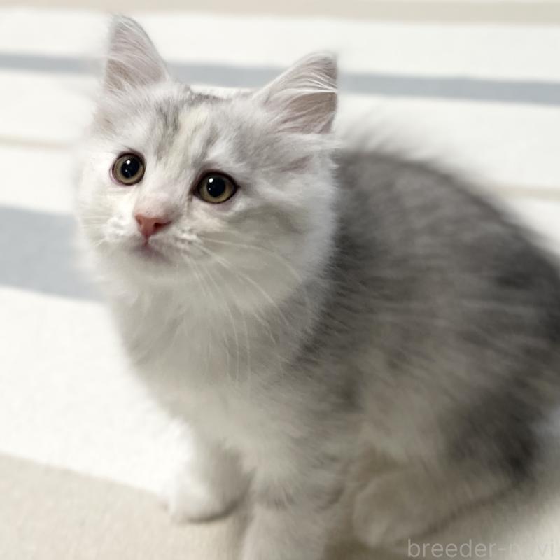 成約済の愛知県のミヌエット-129448の12枚目