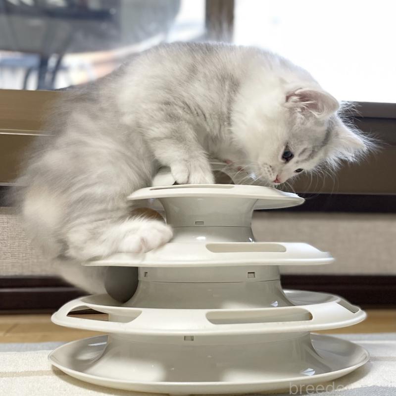 成約済の愛知県のミヌエット-129448の11枚目